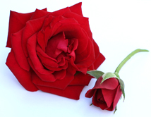 Valentine's Wine and Roses