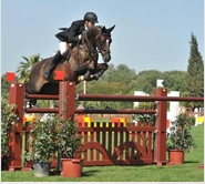 Show Jumping Competitions